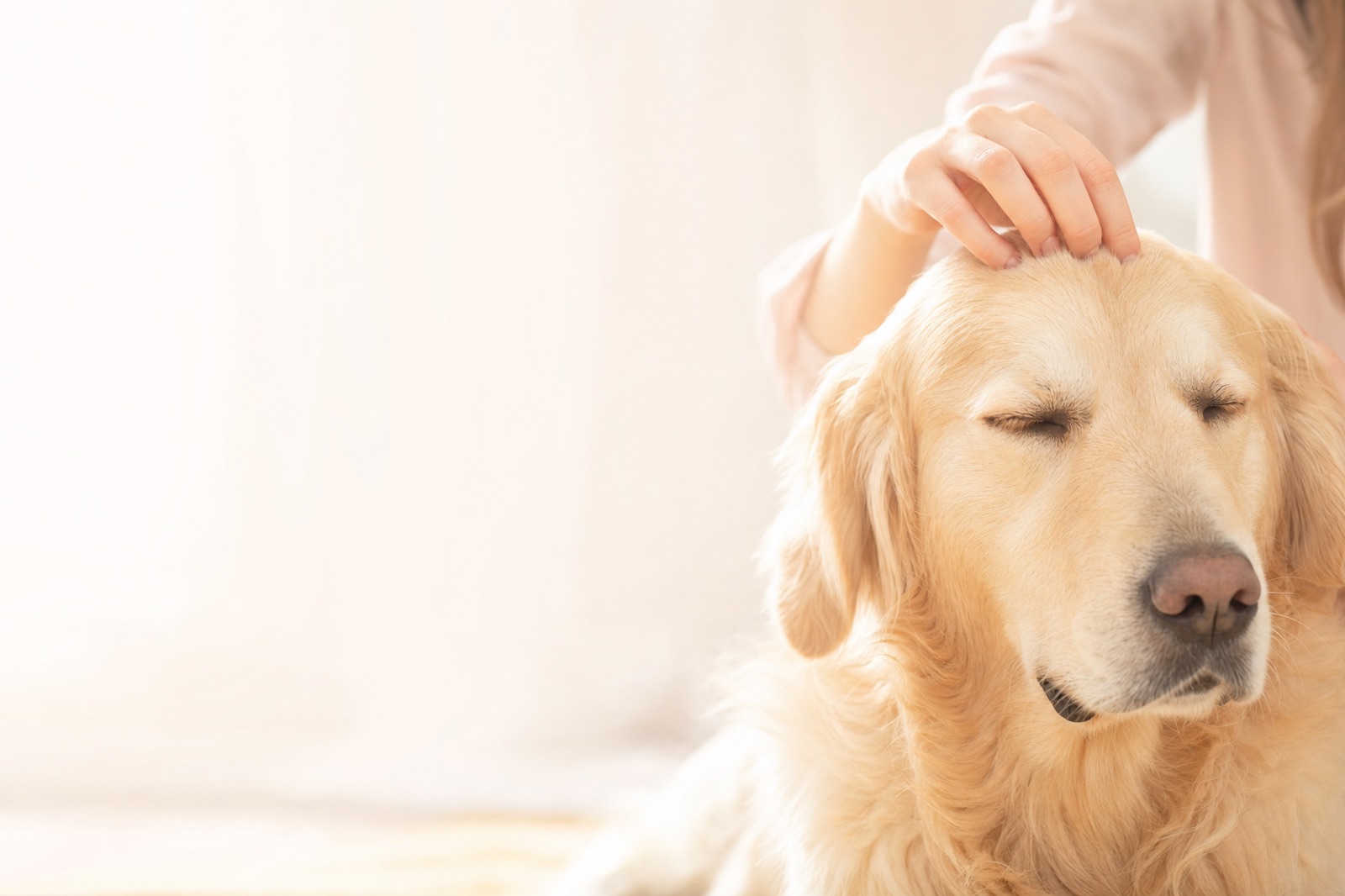Hands gently parting the fur between a golden dog's ears